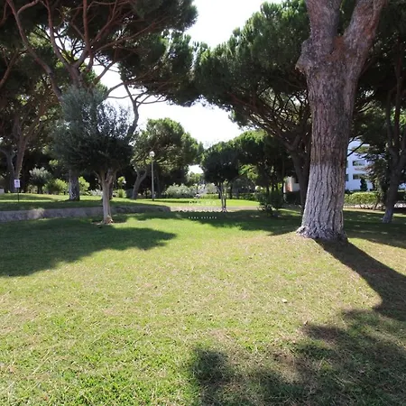 Acoteias Dalma Pine Tree
